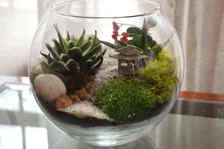 Terrarium workshop bangalore