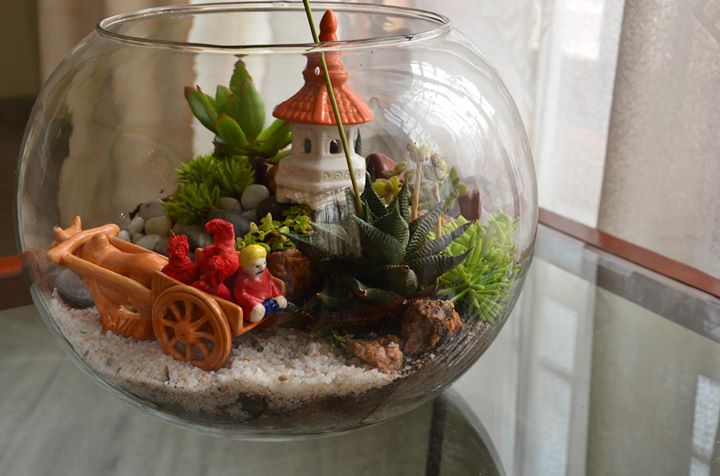 Terrarium making workshop in Bangalore