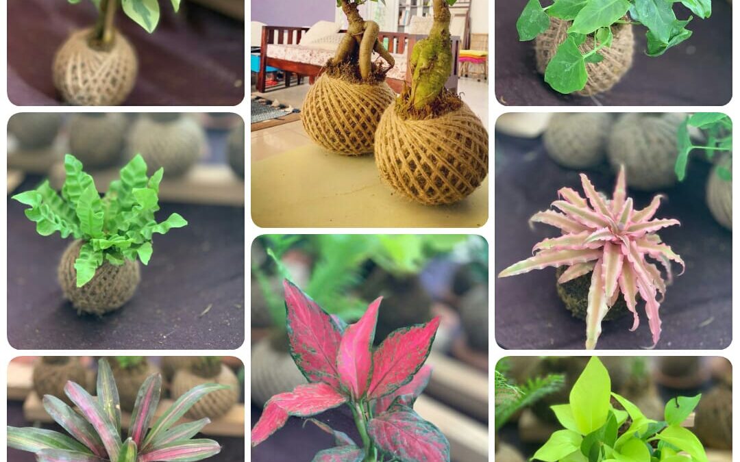 Kokedama Workshop for Beginners in Bangalore