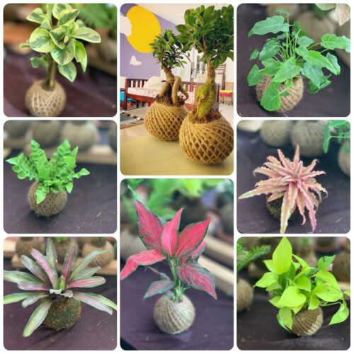 Kokedama Workshop for Beginners in Bangalore