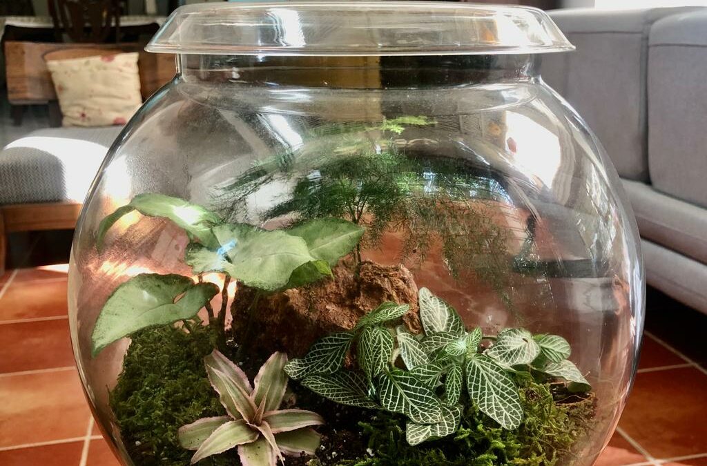 Make your own Closed Terrarium – Beginner workshop