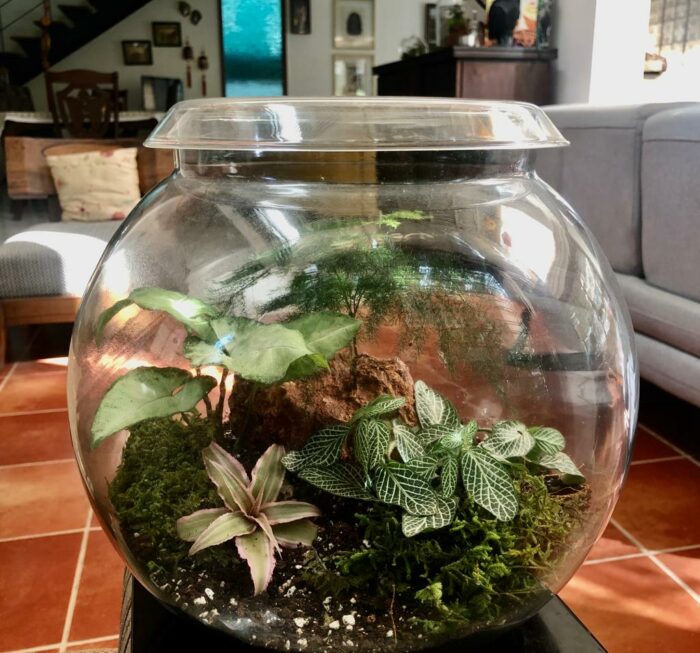 Make your own Closed Terrarium - Beginner workshop in Bangalore